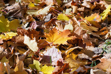 Autumn fallen leaves on the grass. Selective focus. Autumn background/