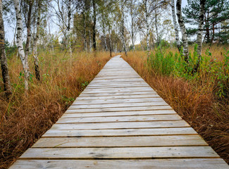 Fototapeta premium A wooden walkway through the swamp with birch