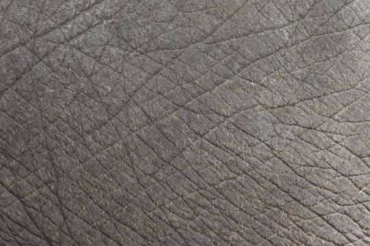 close-up of elephant skin texture abstract background.