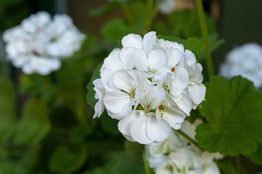 Closeup photo of Geranium flowers with white petals blooming during summer in Austria, Europe