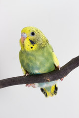 Little Cute Budgerigar, Budgie, Bird