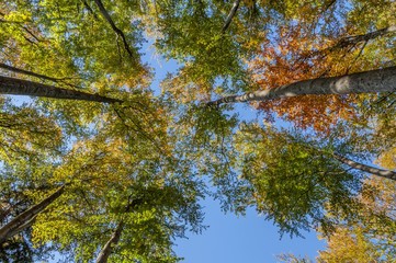 Looking up in beech tree forest in autumn.Autumn branch on blue sky.