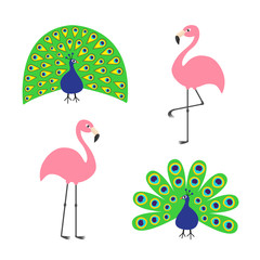 Obraz premium Peacock Pink flamingo set. Feather out open tail. Beautiful Exotic tropical bird. Zoo animal collection. Cute cartoon character. Decoration element. Flat design. White background. Isolated