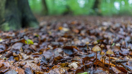 Pilze auf herbstlichem Waldboden, bedeckt mit Herbstblätter