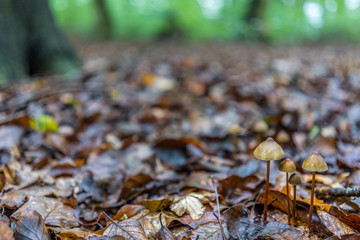 Pilze auf herbstlichem Waldboden, bedeckt mit Herbstblätter