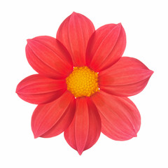 red flower dahlia annual backlit