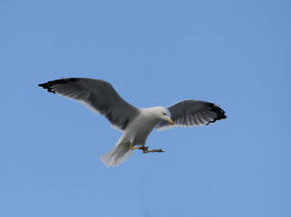 Fototapeta na wymiar Beautiful seagull on blue sky