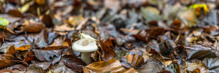 Pilz auf herbstlichem Waldboden, bedeckt mit Herbstblätter 