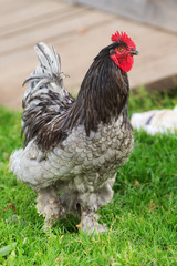 rooster close up