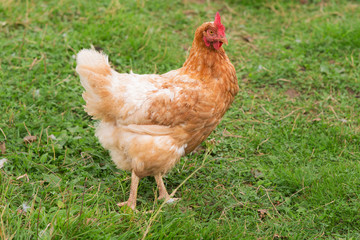portrait of a brown chicken