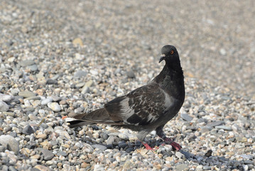 A pigeon on the pebbles