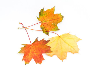 Naklejka na ściany i meble Bright autumn leaves of maple and sycamore on a white background. 