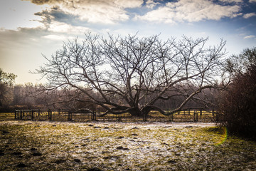 Scary bare tree