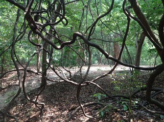 Creepers in Forest