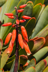 closeup of orange fan aloe flowers