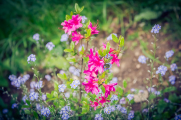 Pink flower in the garden