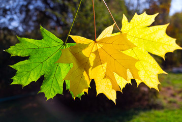 Autumn maple leaves