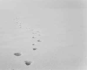 Human Footprints on a Snowy Field