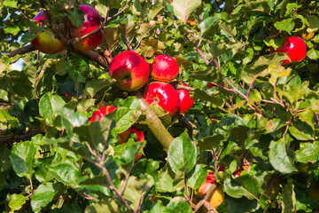 Apple on trees in orchard