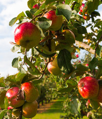 Apple on trees in orchard