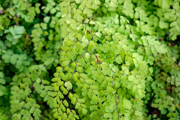 Maiden Hair Fern Adiantum Sp green leaf shiny close up