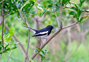 Fototapeta premium Oriental magpie robin, Copsychus saularis, bird hold on branch