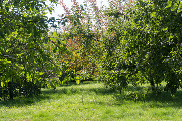 Obraz premium Autumn Park Landscape