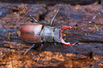  Lucanus cervus