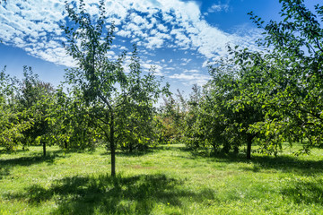 Autumn Park Landscape