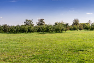 Autumn Park Landscape