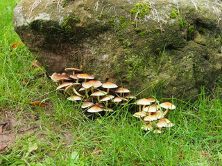 Pilzhaufen an einem Feldstein