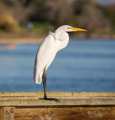 Great Egret, Common Egret, Large Egret, Great White Heron - Ardea alba