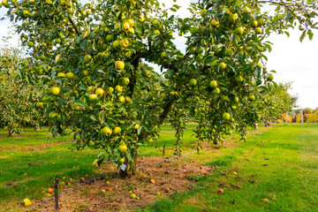 Fototapeta na wymiar Apple on trees in orchard
