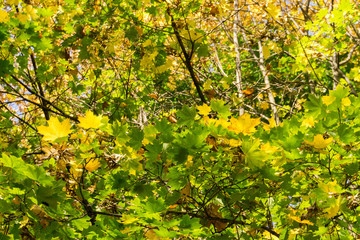 Obraz premium Fall Maple Leaves on Branches