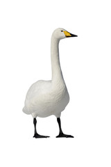 Whooper swan, Cygnus cygnus