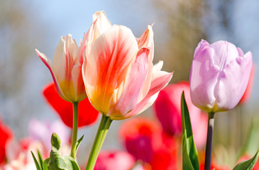 Glück, Lebensfreude, Frühlingserwachen, Leben: Buntes, duftendes Blumenfeld im Frühling :)
