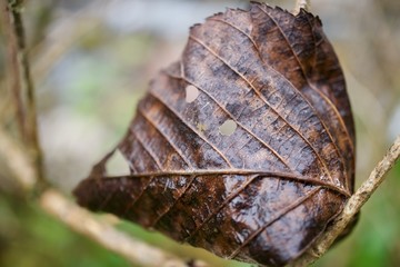Wildschönau - Herbst