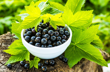 Black currants in a bowl