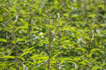 nettle herb close up (Urtica dioica)