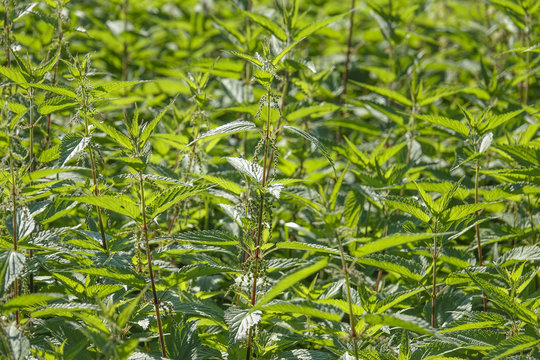 Nettle Herb Close Up (Urtica Dioica)