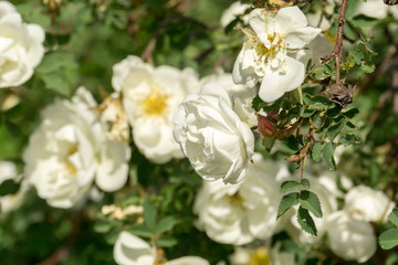Summer White Roses