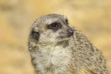 merkat suricata sitting and watching some predator