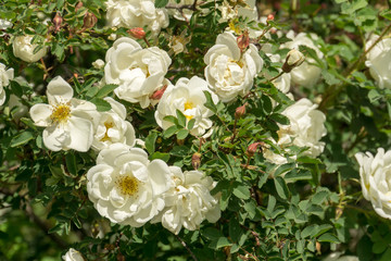 Summer White Roses