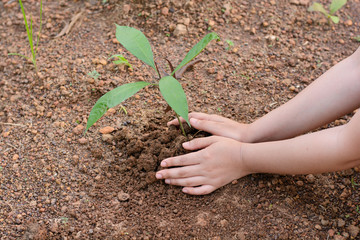 Woman hands planting the young tree