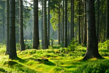 Selbstklebende Fototapeten Unberührter naturnaher Fichtenwald im warmen Licht der Morgensonne © AVTG