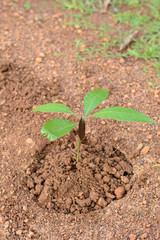 Young plant (mango tree)