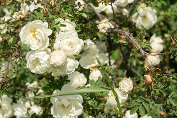 Summer White Roses
