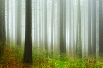 Wild Forest of Spruce Trees in Fog and Rain, intentionally blurred by camera shake