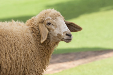 Fototapeta premium Image of a brown sheep in farm in thailand.