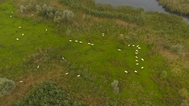 Flock of sheep roaming in early morning, Britain, UK. Aerial shot